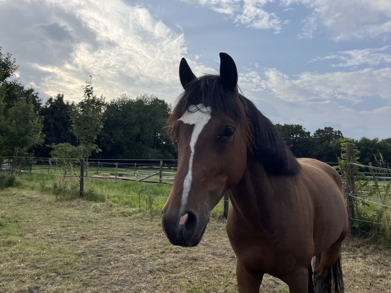 Deutsches Reitpony Wallach 4 Jahre 140 cm Dunkelbrauner in Castrop-Rauxel