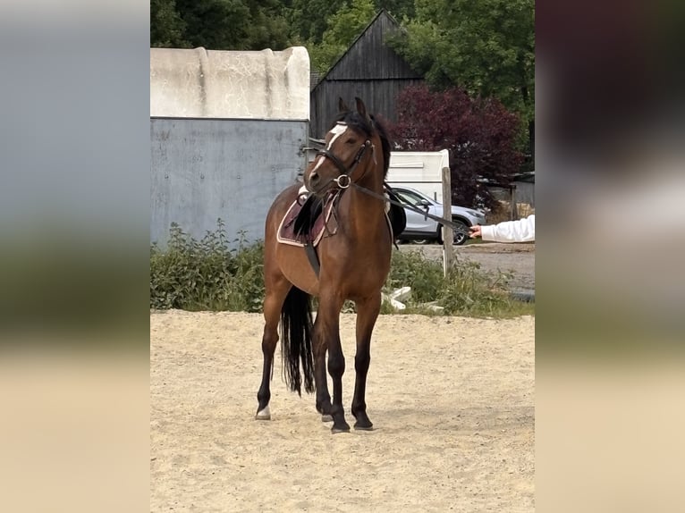 Deutsches Reitpony Wallach 4 Jahre 140 cm Dunkelbrauner in Castrop-Rauxel