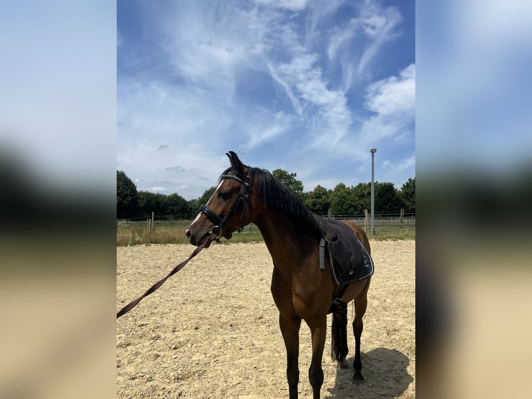 Deutsches Reitpony Wallach 4 Jahre 140 cm Dunkelbrauner in Castrop-Rauxel