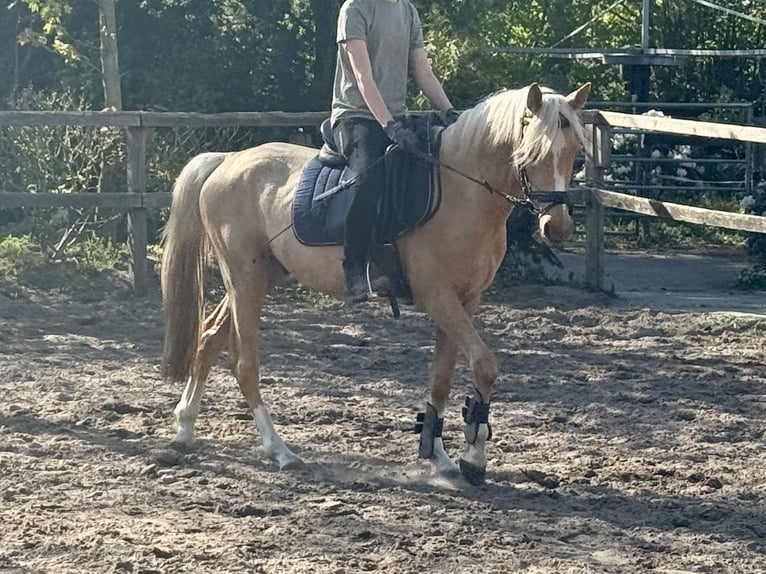 Deutsches Reitpony Wallach 4 Jahre 140 cm Palomino in D&#xF6;tlingen