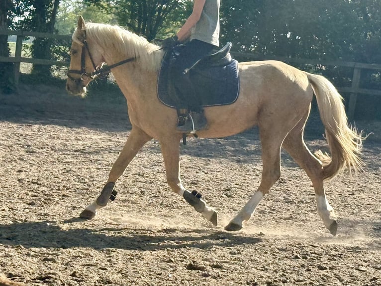 Deutsches Reitpony Wallach 4 Jahre 140 cm Palomino in D&#xF6;tlingen