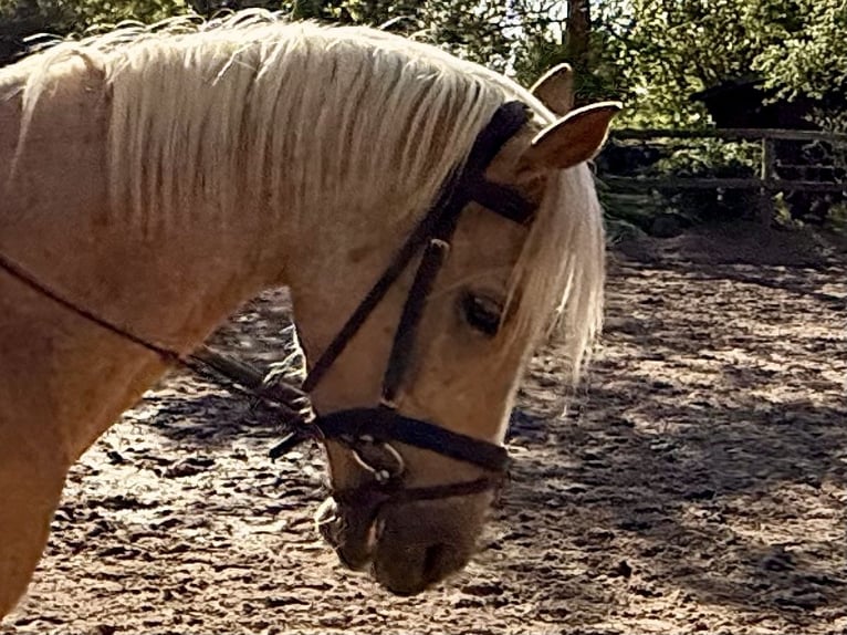 Deutsches Reitpony Wallach 4 Jahre 140 cm Palomino in D&#xF6;tlingen