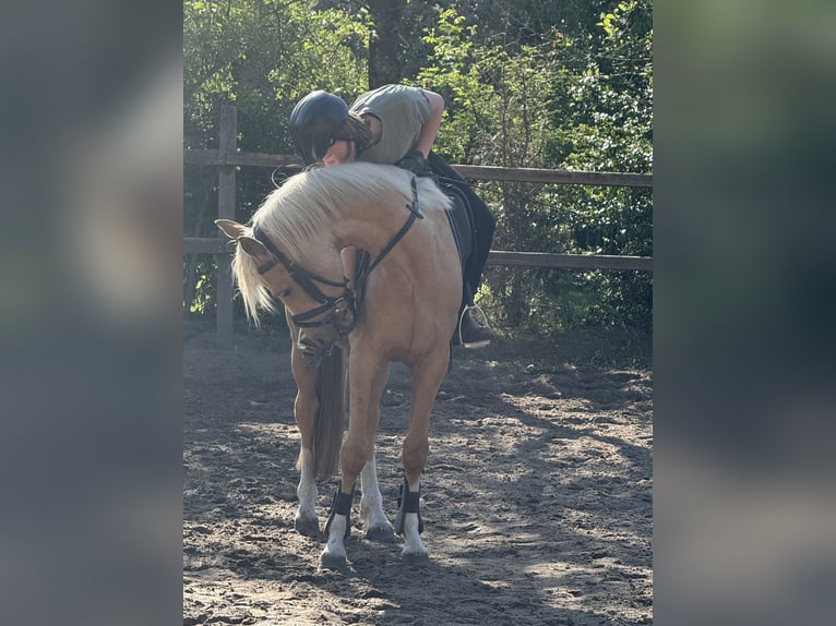 Deutsches Reitpony Wallach 4 Jahre 140 cm Palomino in D&#xF6;tlingen