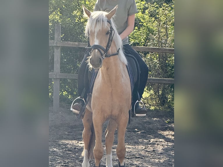 Deutsches Reitpony Wallach 4 Jahre 140 cm Palomino in D&#xF6;tlingen