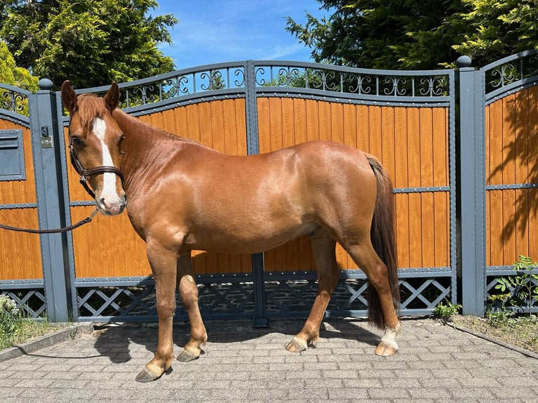 Deutsches Reitpony Wallach 4 Jahre 140 cm Rotfuchs in Gangloffs&#xF6;mmern