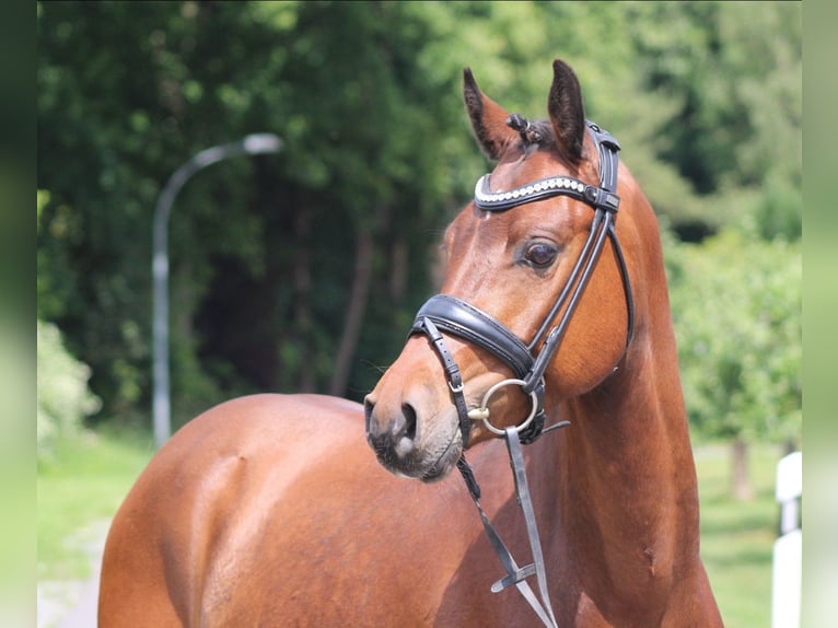 Deutsches Reitpony Wallach 4 Jahre 142 cm Brauner in Deinstedt