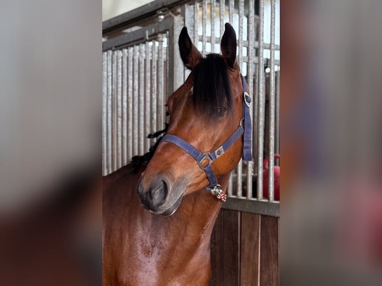 Deutsches Reitpony Wallach 4 Jahre 142 cm Brauner in Deinstedt