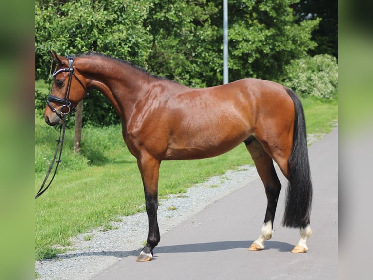 Deutsches Reitpony Wallach 4 Jahre 142 cm Brauner in Deinstedt