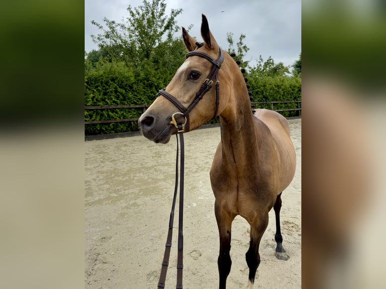 Deutsches Reitpony Wallach 4 Jahre 142 cm Buckskin in Lohne (Oldenburg)