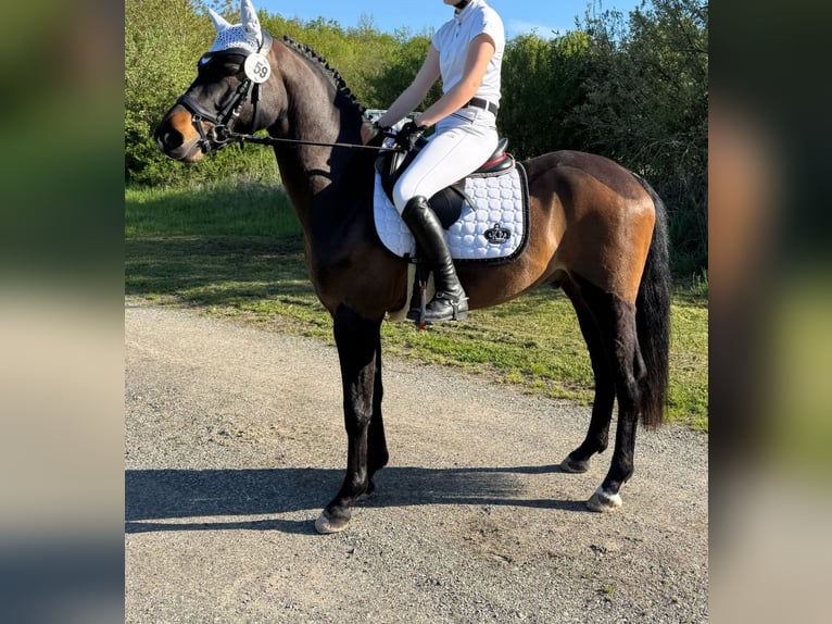 Deutsches Reitpony Wallach 4 Jahre 142 cm Dunkelbrauner in Seßlach