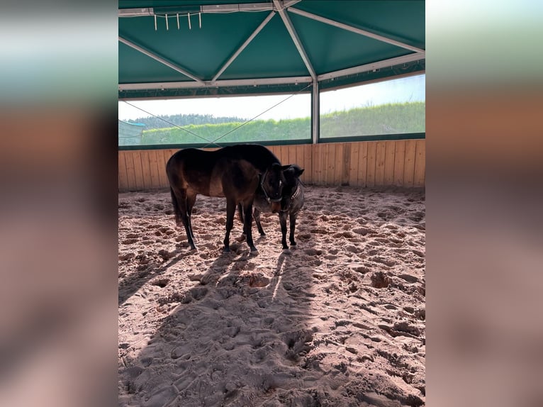 Deutsches Reitpony Wallach 4 Jahre 142 cm Dunkelbrauner in Seßlach