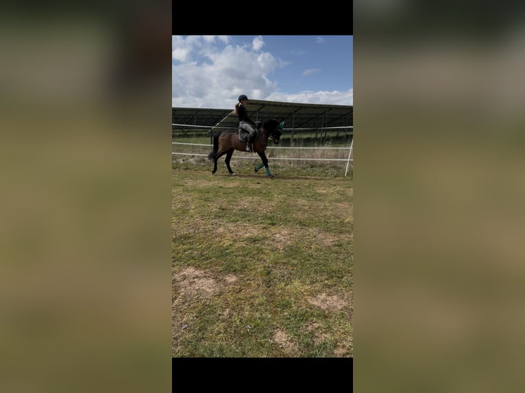 Deutsches Reitpony Wallach 4 Jahre 142 cm Dunkelbrauner in Seßlach