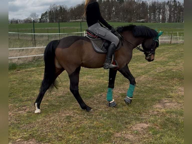 Deutsches Reitpony Wallach 4 Jahre 142 cm Dunkelbrauner in Seßlach
