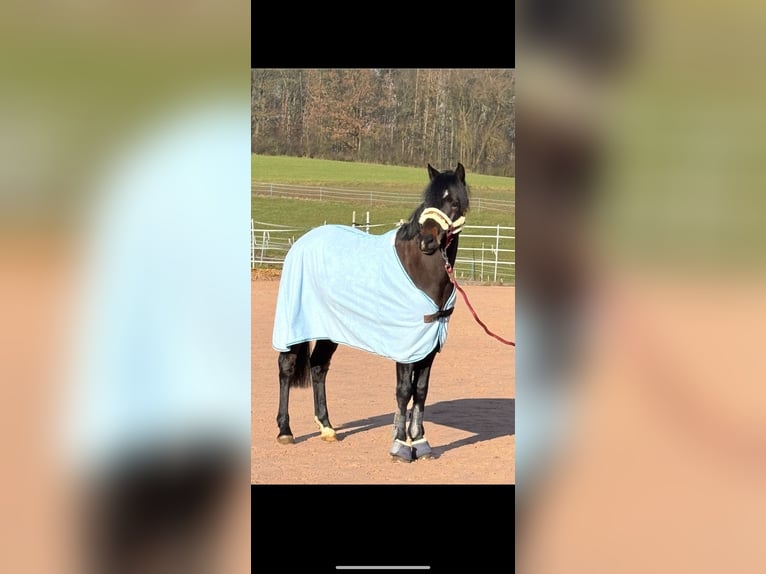 Deutsches Reitpony Wallach 4 Jahre 142 cm Dunkelbrauner in Seßlach