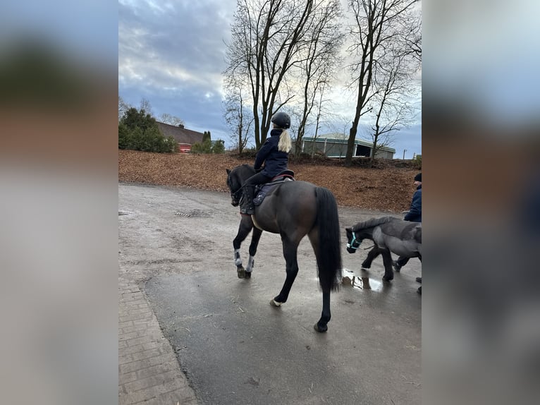 Deutsches Reitpony Wallach 4 Jahre 142 cm Dunkelbrauner in Seßlach
