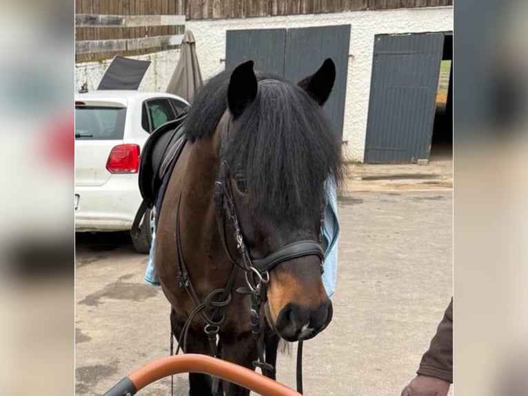 Deutsches Reitpony Wallach 4 Jahre 142 cm Dunkelbrauner in Seßlach