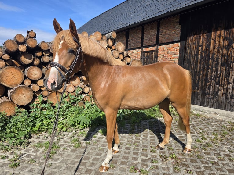 Deutsches Reitpony Wallach 4 Jahre 142 cm Fuchs in M&#xFC;hltroff