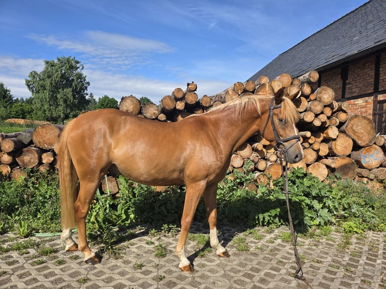 Deutsches Reitpony Wallach 4 Jahre 142 cm Fuchs in M&#xFC;hltroff