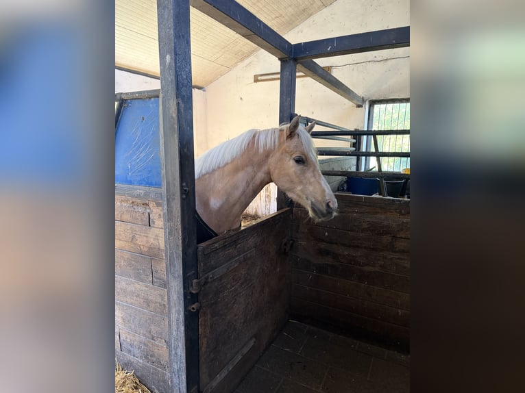 Deutsches Reitpony Wallach 4 Jahre 142 cm Palomino in Surwold