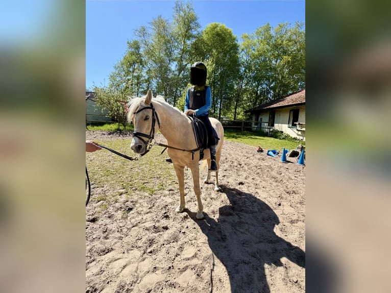 Deutsches Reitpony Wallach 4 Jahre 142 cm Palomino in Surwold