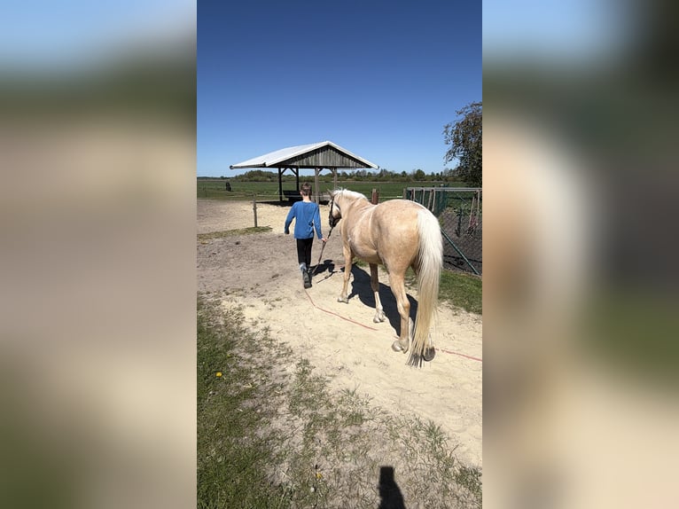 Deutsches Reitpony Wallach 4 Jahre 142 cm Palomino in Surwold