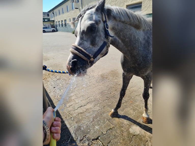 Deutsches Reitpony Wallach 4 Jahre 143 cm Apfelschimmel in Salzwedel