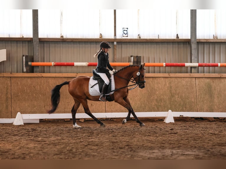 Deutsches Reitpony Wallach 4 Jahre 143 cm Brauner in Gückstadt