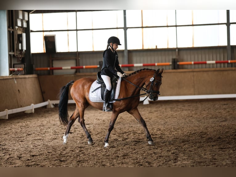 Deutsches Reitpony Wallach 4 Jahre 143 cm Brauner in Gückstadt