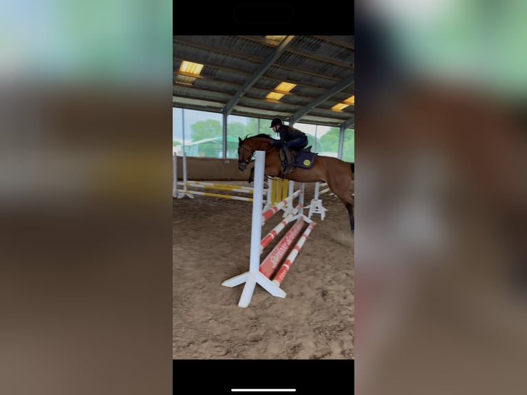 Deutsches Reitpony Wallach 4 Jahre 143 cm Brauner in Gl&#xFC;ckstadt