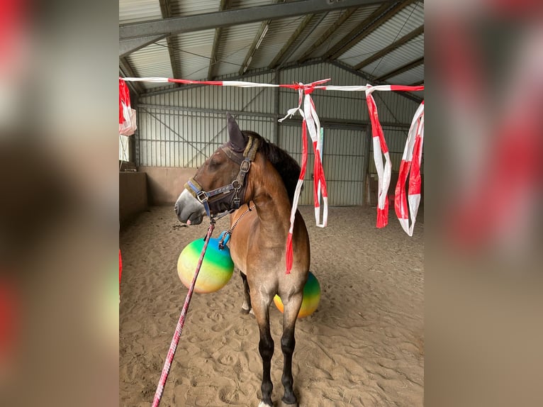 Deutsches Reitpony Mix Wallach 4 Jahre 143 cm Brauner in Harsewinkel