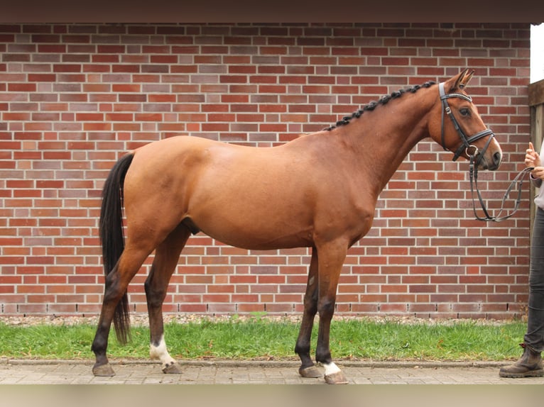 Deutsches Reitpony Wallach 4 Jahre 143 cm Brauner in Gl&#xFC;ckstadt