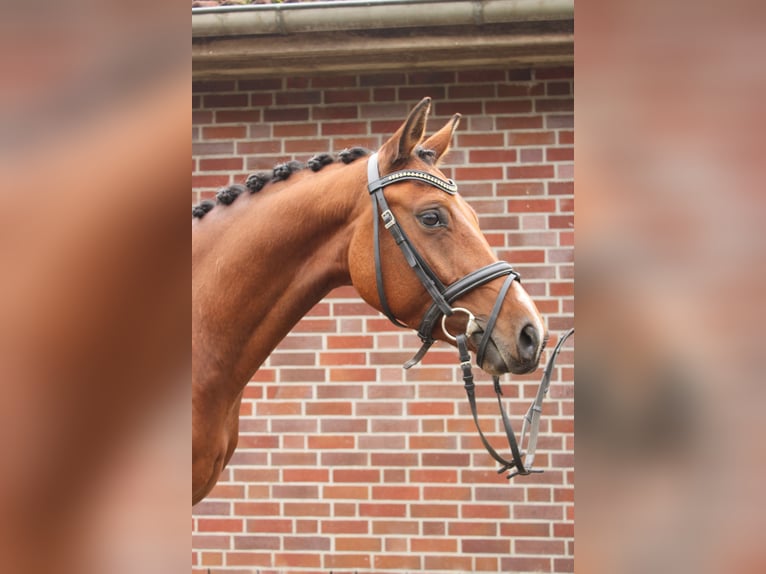 Deutsches Reitpony Wallach 4 Jahre 143 cm Brauner in Gl&#xFC;ckstadt