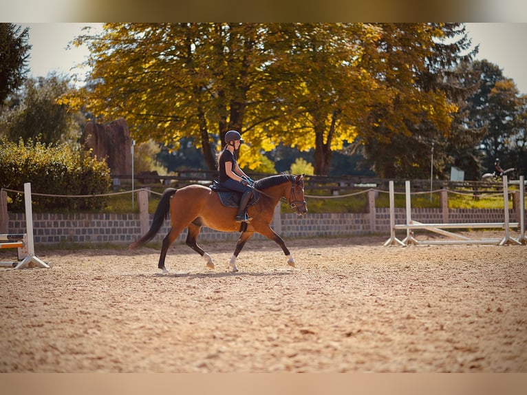 Deutsches Reitpony Wallach 4 Jahre 143 cm Brauner in Mülheim an der Ruhr