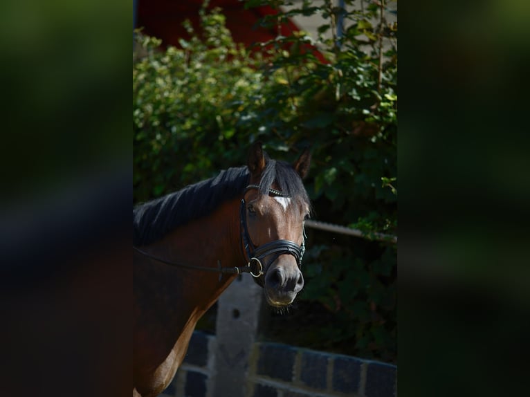 Deutsches Reitpony Wallach 4 Jahre 143 cm Brauner in Mülheim an der Ruhr