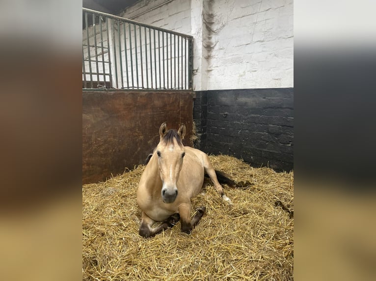 Deutsches Reitpony Wallach 4 Jahre 143 cm Buckskin in Bönningstedt