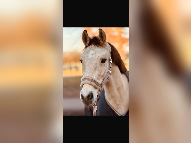 Deutsches Reitpony Wallach 4 Jahre 143 cm Buckskin in Bönningstedt