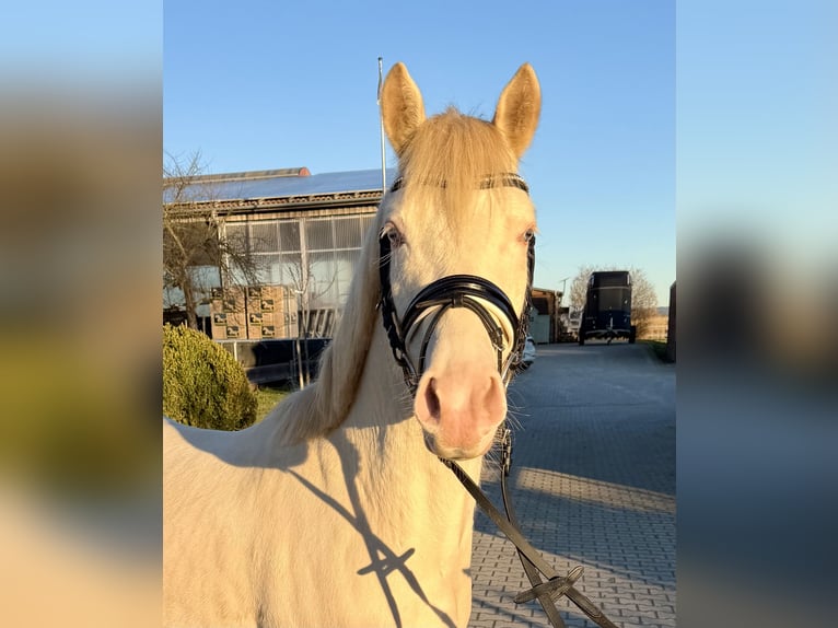 Deutsches Reitpony Wallach 4 Jahre 143 cm Cremello in ErdmannhausenErdmannhausen