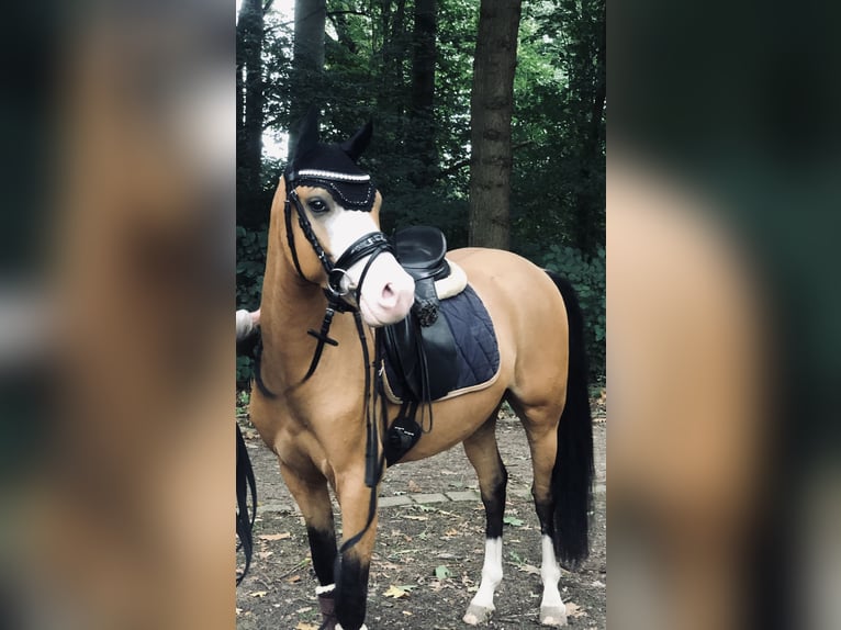 Deutsches Reitpony Wallach 4 Jahre 143 cm in Bad Schwartau