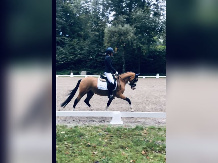 Deutsches Reitpony Wallach 4 Jahre 143 cm in Bad Schwartau