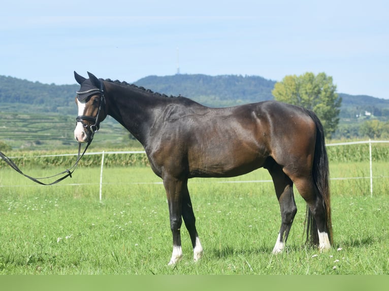 Deutsches Reitpony Wallach 4 Jahre 143 cm Dunkelbrauner in Ihringen
