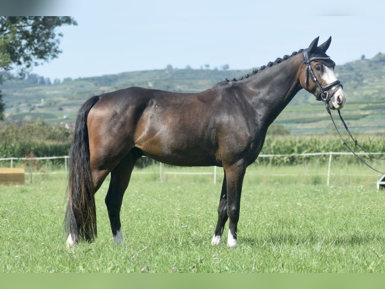 Deutsches Reitpony Wallach 4 Jahre 143 cm Dunkelbrauner in Ihringen