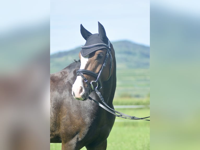 Deutsches Reitpony Wallach 4 Jahre 143 cm Dunkelbrauner in Ihringen