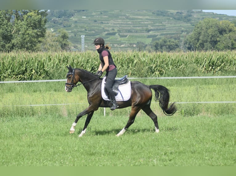Deutsches Reitpony Wallach 4 Jahre 143 cm Dunkelbrauner in Ihringen