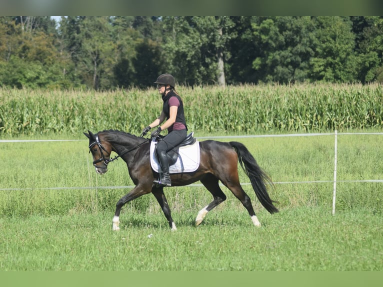 Deutsches Reitpony Wallach 4 Jahre 143 cm Dunkelbrauner in Ihringen