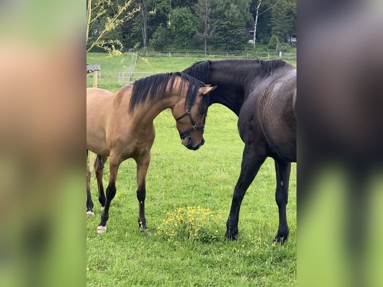 Deutsches Reitpony Wallach 4 Jahre 143 cm Falbe in Homberg (Ohm)