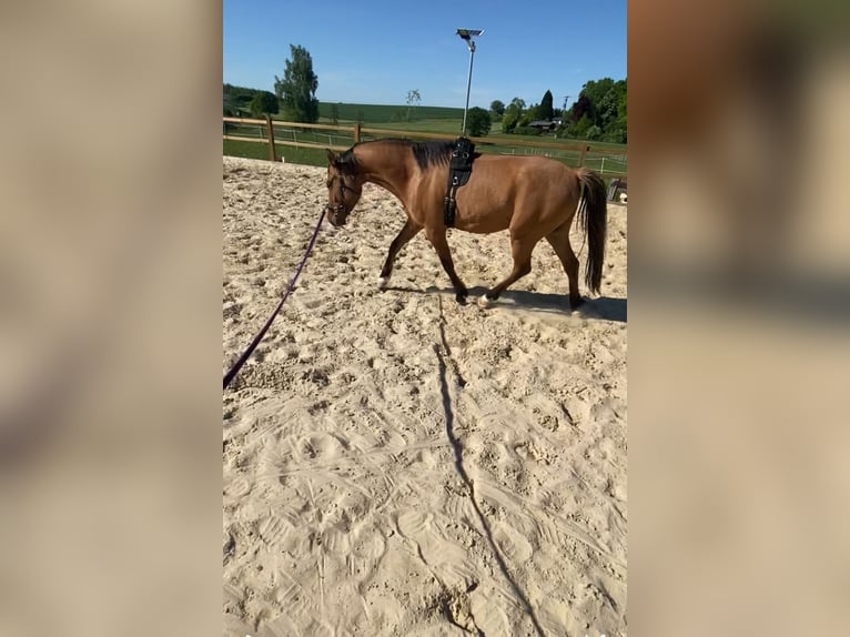 Deutsches Reitpony Wallach 4 Jahre 143 cm Falbe in Homberg (Ohm)