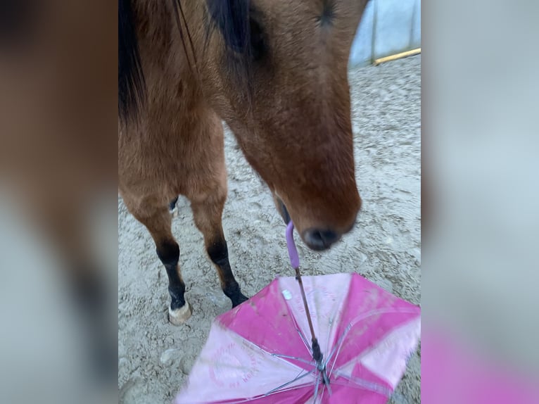 Deutsches Reitpony Wallach 4 Jahre 143 cm Falbe in Homberg (Ohm)