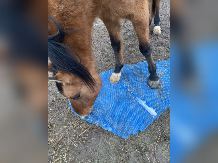 Deutsches Reitpony Wallach 4 Jahre 143 cm Falbe in Homberg (Ohm)