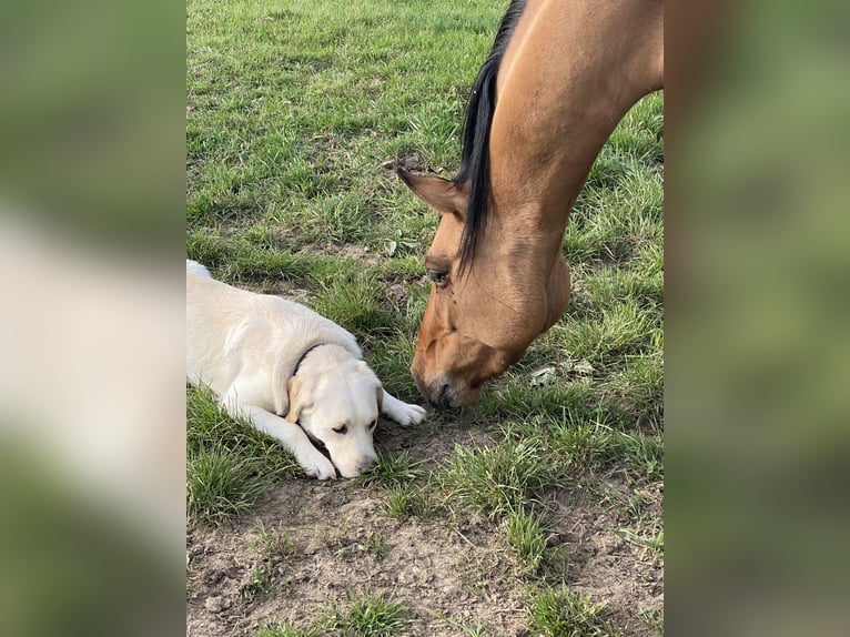 Deutsches Reitpony Wallach 4 Jahre 143 cm Falbe in Homberg (Ohm)