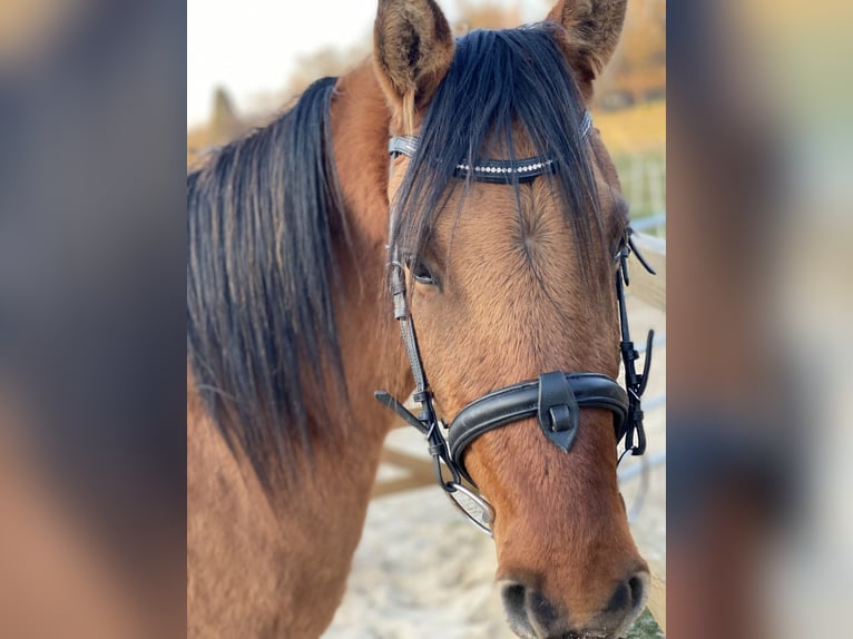 Deutsches Reitpony Wallach 4 Jahre 143 cm Falbe in Homberg (Ohm)
